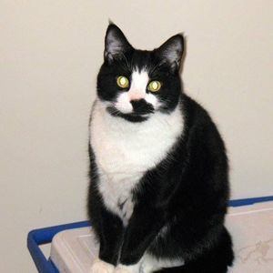 Meet your Posher, Bill